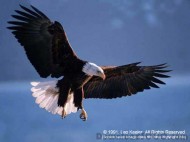 American Bald Eagles screenshot